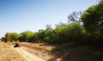 Campo ganadero en Garza, Santiago del Estero