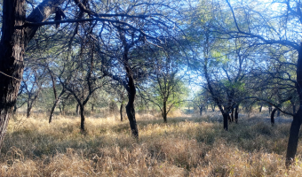 Chacra en el Tramo 18, Santiago del Estero
