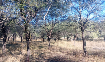 Chacra en el Tramo 18, Santiago del Estero