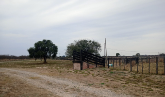 Feedlot en  Betrán, Santiago del Estero