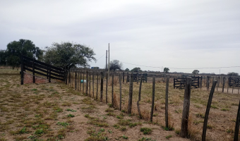 Feedlot en  Betrán, Santiago del Estero