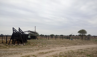 Feedlot en  Betrán, Santiago del Estero