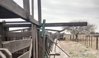 Feedlot en  Betrán, Santiago del Estero