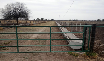 Feedlot en  Betrán, Santiago del Estero
