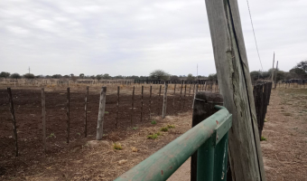 Feedlot en  Betrán, Santiago del Estero