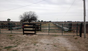Feedlot en  Betrán, Santiago del Estero