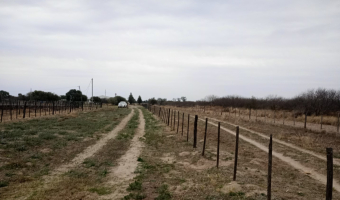 Feedlot en  Betrán, Santiago del Estero