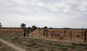 Feedlot en  Betrán, Santiago del Estero
