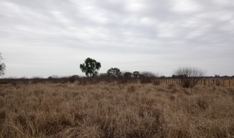 Feedlot en  Betrán, Santiago del Estero