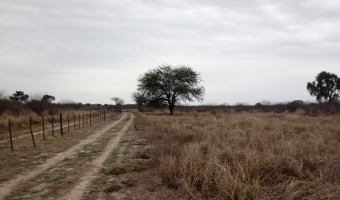 Feedlot en  Betrán, Santiago del Estero