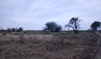Feedlot en  Betrán, Santiago del Estero
