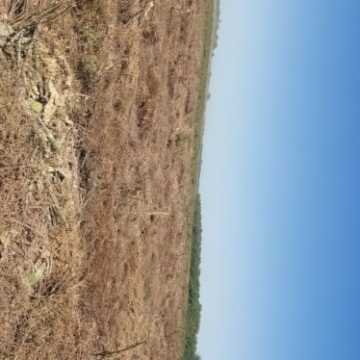 Campo Agrícola departamento Banda, Santiago del Estero