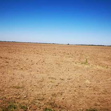 Campo Agrícola departamento Banda, Santiago del Estero