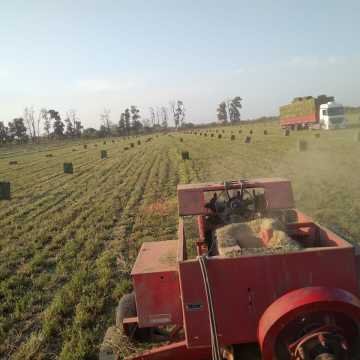 Fardos de Alfalfa Santiago del Estero