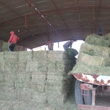 Fardos de Alfalfa Santiago del Estero