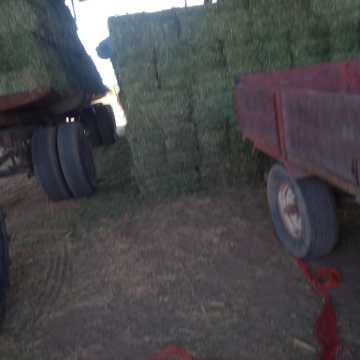 Fardos de Alfalfa Santiago del Estero