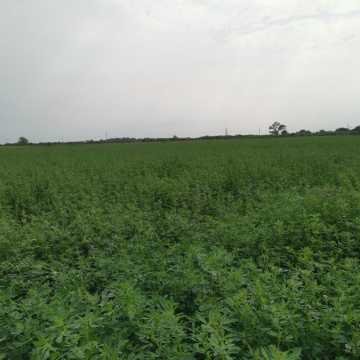 Fardos de Alfalfa Santiago del Estero