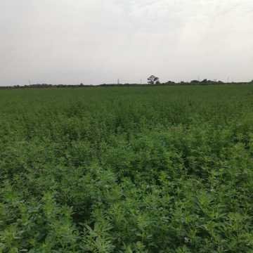 Fardos de Alfalfa Santiago del Estero