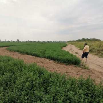 Fardos de Alfalfa Santiago del Estero