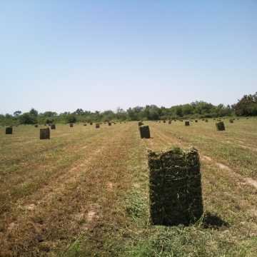 Fardos de Alfalfa Santiago del Estero
