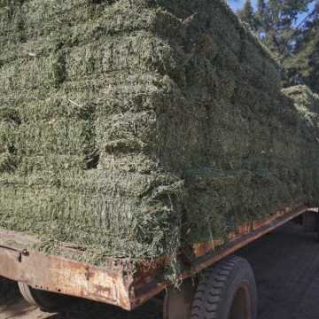 Fardos de Alfalfa Santiago del Estero