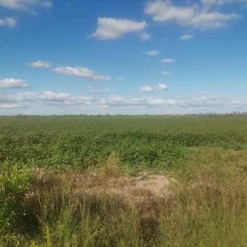 Campo Agrícola, San Juan, Dpto Banda