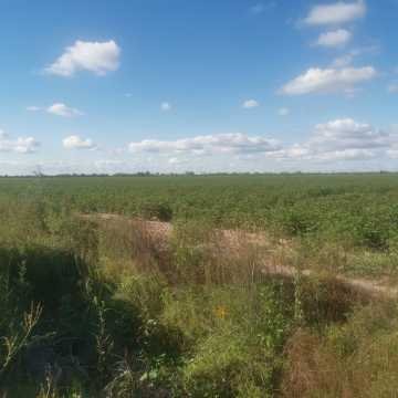 Campo Agrícola, San Juan, Dpto Banda