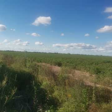 Campo Agrícola, San Juan, Dpto Banda