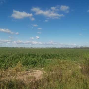 Campo Agrícola, San Juan, Dpto Banda