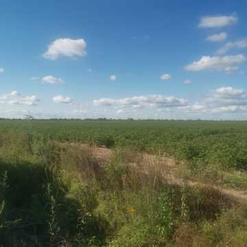 Campo Agrícola, San Juan, Dpto Banda