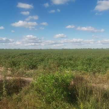 Campo Agrícola, San Juan, Dpto Banda