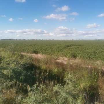Campo Agrícola, San Juan, Dpto Banda