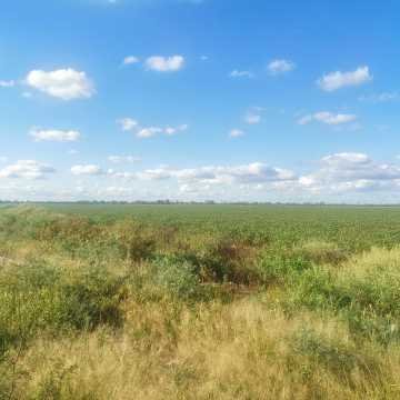 Campo Agrícola, San Juan, Dpto Banda
