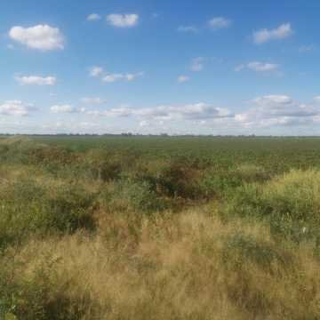 Campo Agrícola, San Juan, Dpto Banda