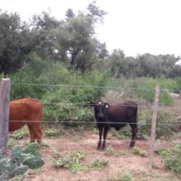 Campo Ganadero en Las Carpas, Chaco