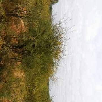 Campo Ganadero San Pedro de Choya, Santiago del Estero