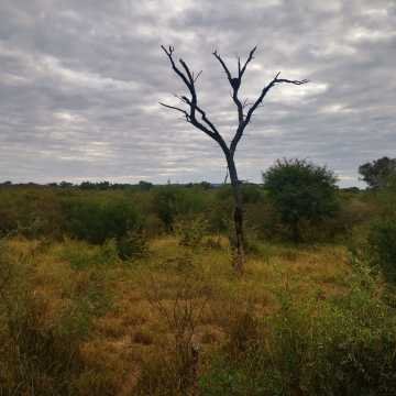 Campo Ganadero San Pedro de Choya, Santiago del Estero