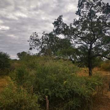 Campo Ganadero San Pedro de Choya, Santiago del Estero