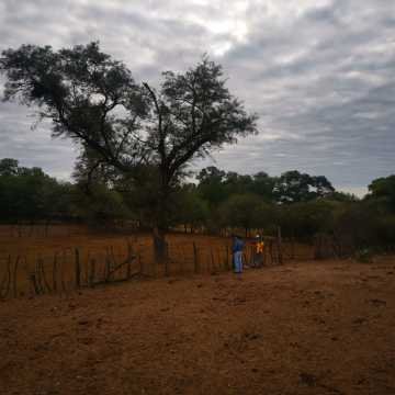 Campo Ganadero San Pedro de Choya, Santiago del Estero