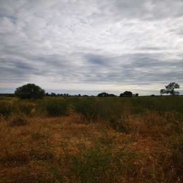 Campo Ganadero San Pedro de Choya, Santiago del Estero