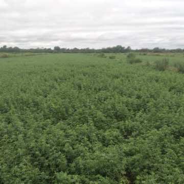 Campo Mixto en Figueroa, Santiago del Estero