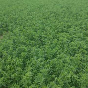 Campo Mixto en Figueroa, Santiago del Estero