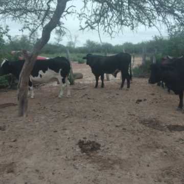 Campo Mixto en Figueroa, Santiago del Estero
