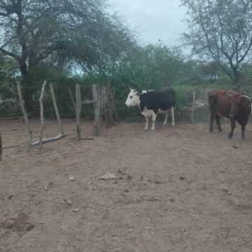 Campo Mixto en Figueroa, Santiago del Estero