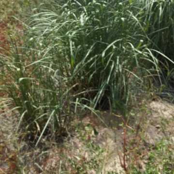 Campo Ganadero en Figueroa, Santiago del Estero