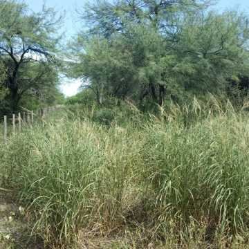 Campo Ganadero en Figueroa, Santiago del Estero