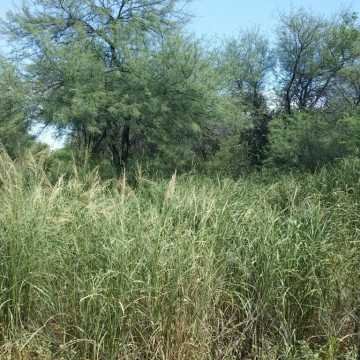 Campo Ganadero en Figueroa, Santiago del Estero