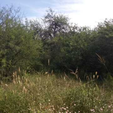 Campo Ganadero en Figueroa, Santiago del Estero