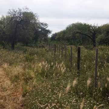 Campo Ganadero en Figueroa, Santiago del Estero
