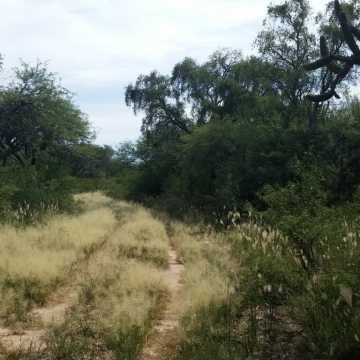 Campo Ganadero en Figueroa, Santiago del Estero